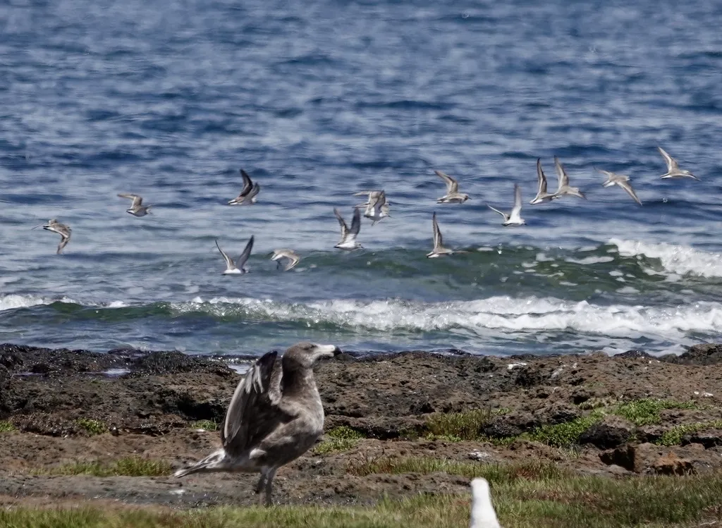 红颈滨鹬(Calidris ruficollis)