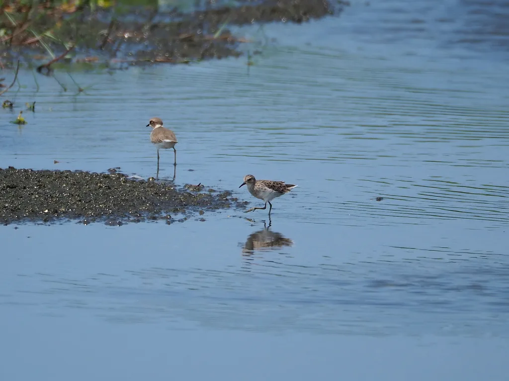 长趾滨鹬(Calidris subminuta)