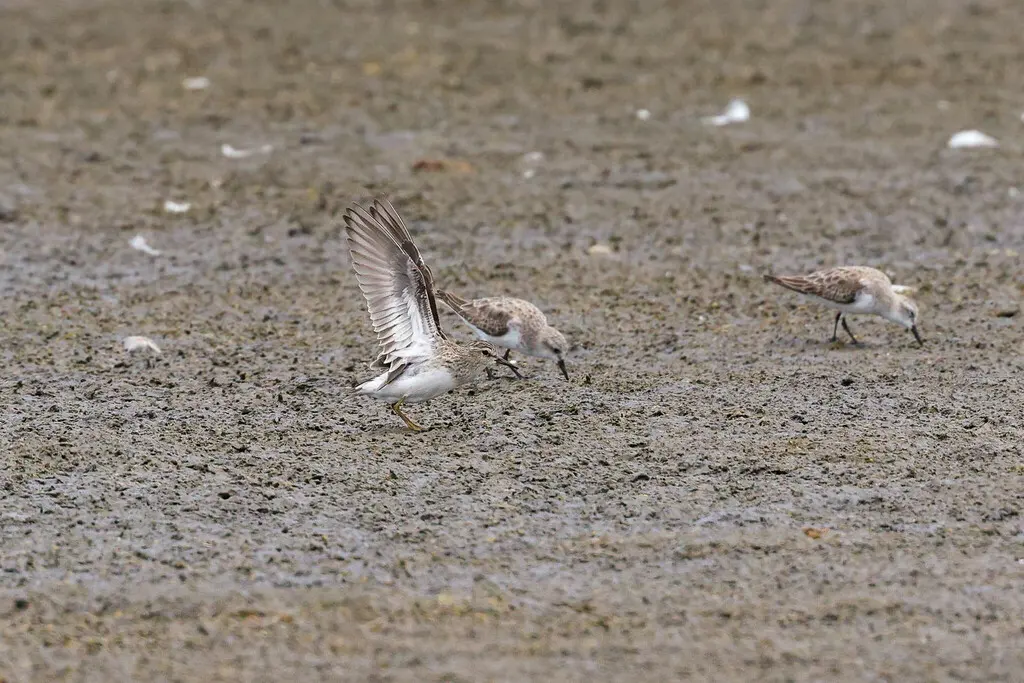 长趾滨鹬(Calidris subminuta)