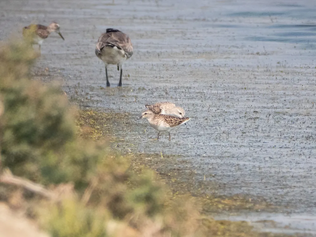 长趾滨鹬(Calidris subminuta)