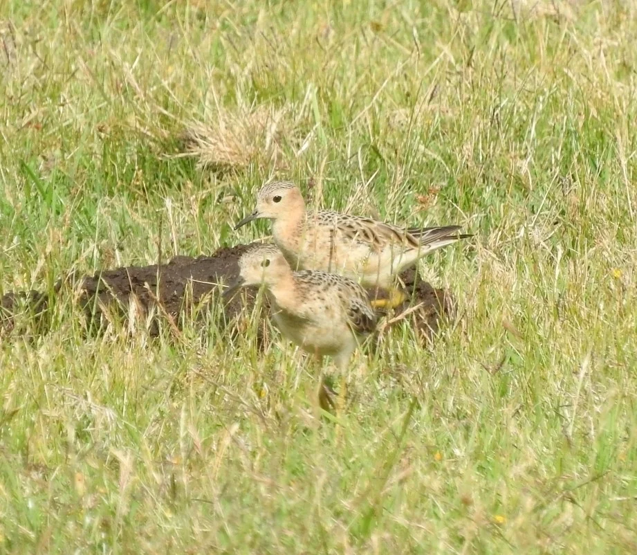 黄胸滨鹬(Calidris subruficollis)