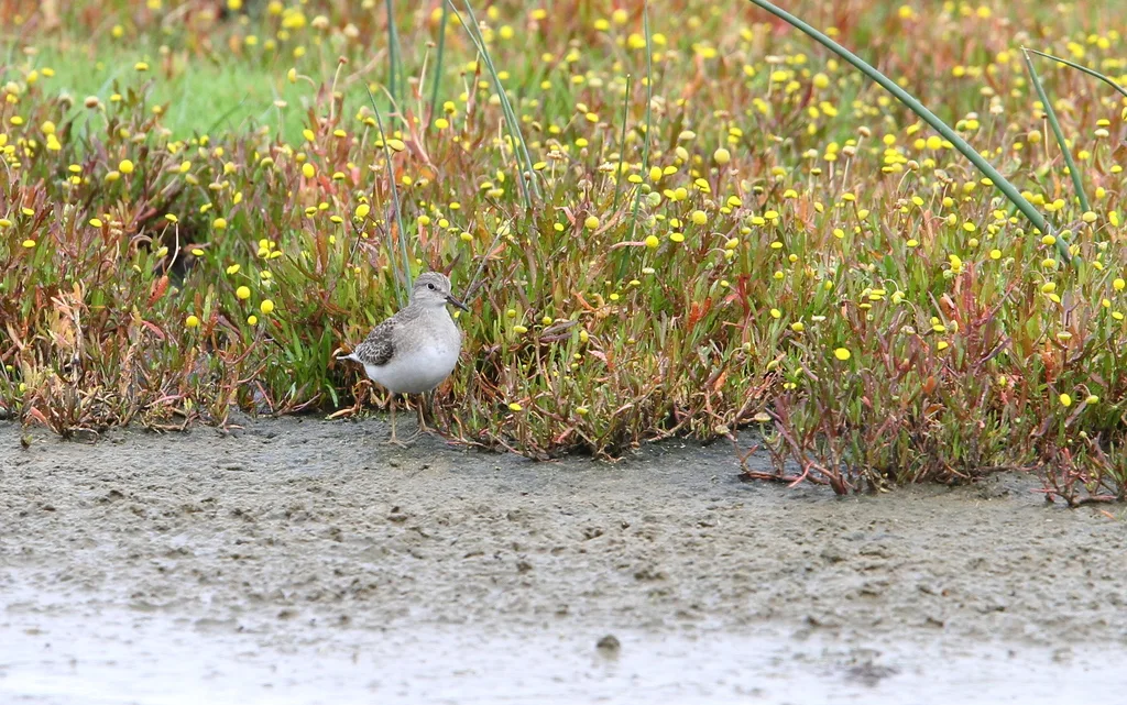 青脚滨鹬(Calidris temminckii)