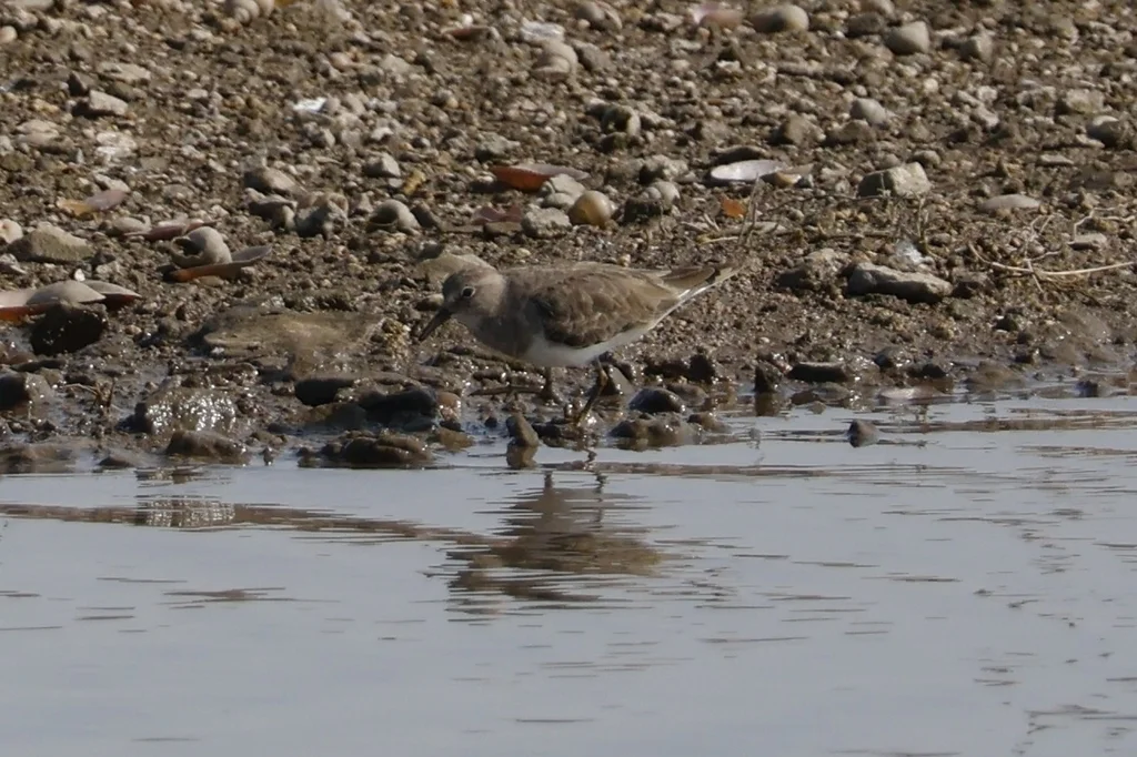 青脚滨鹬(Calidris temminckii)