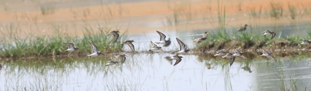 青脚滨鹬(Calidris temminckii)
