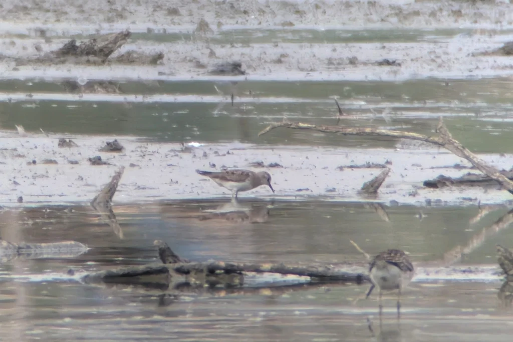青脚滨鹬(Calidris temminckii)
