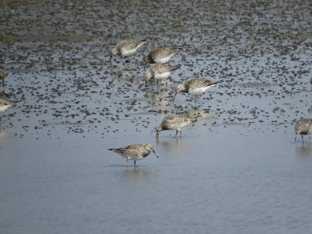 大滨鹬(Calidris tenuirostris)