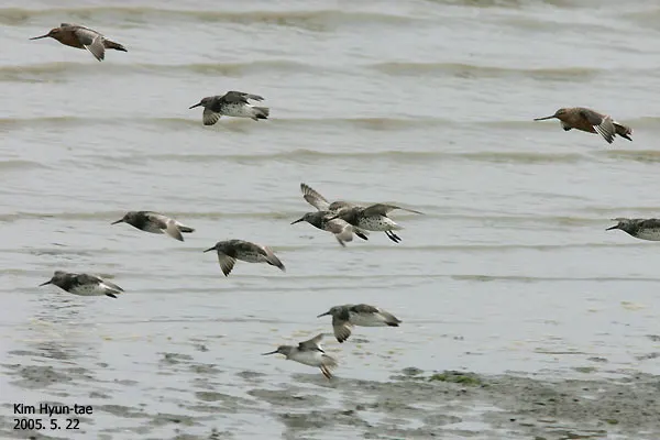 大滨鹬(Calidris tenuirostris)