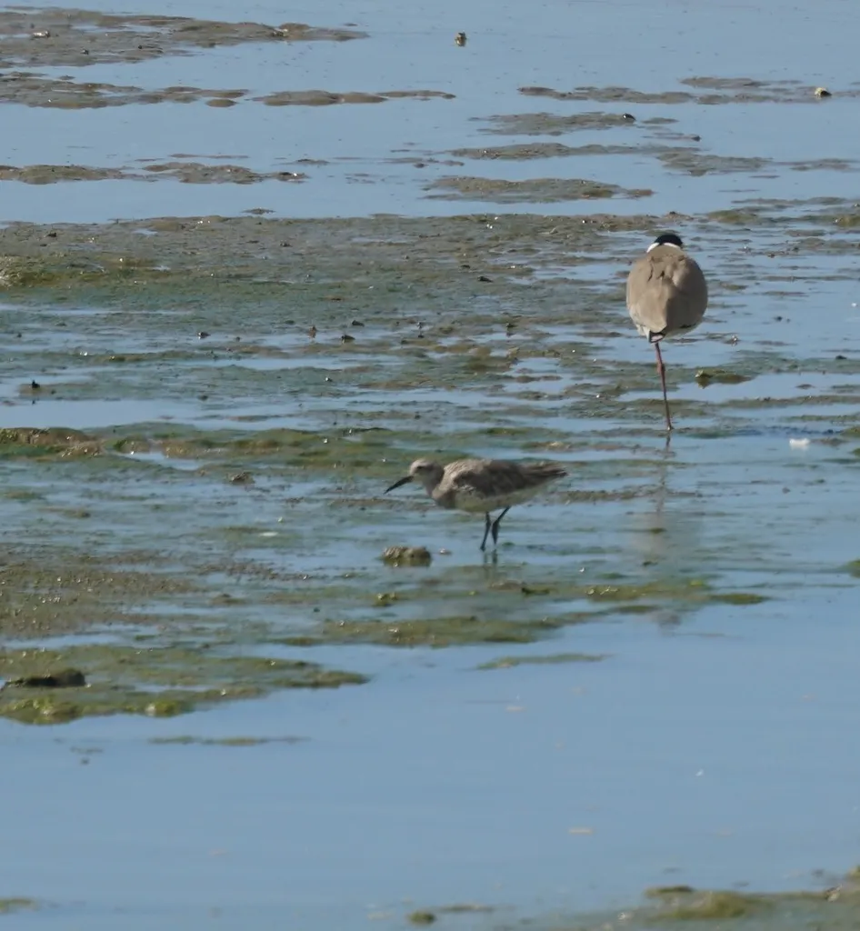 大滨鹬(Calidris tenuirostris)