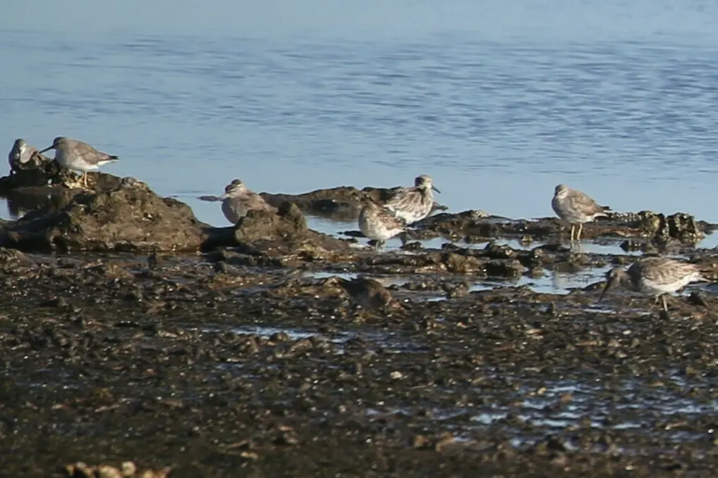 大滨鹬(Calidris tenuirostris)
