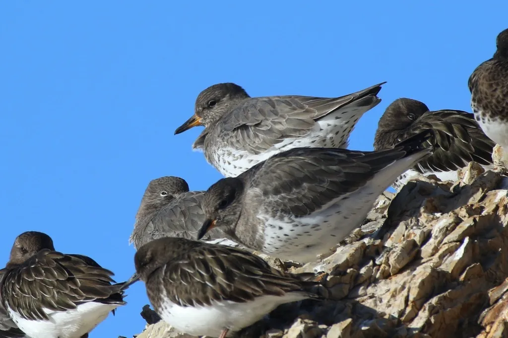 短嘴鹬(Calidris virgata)
