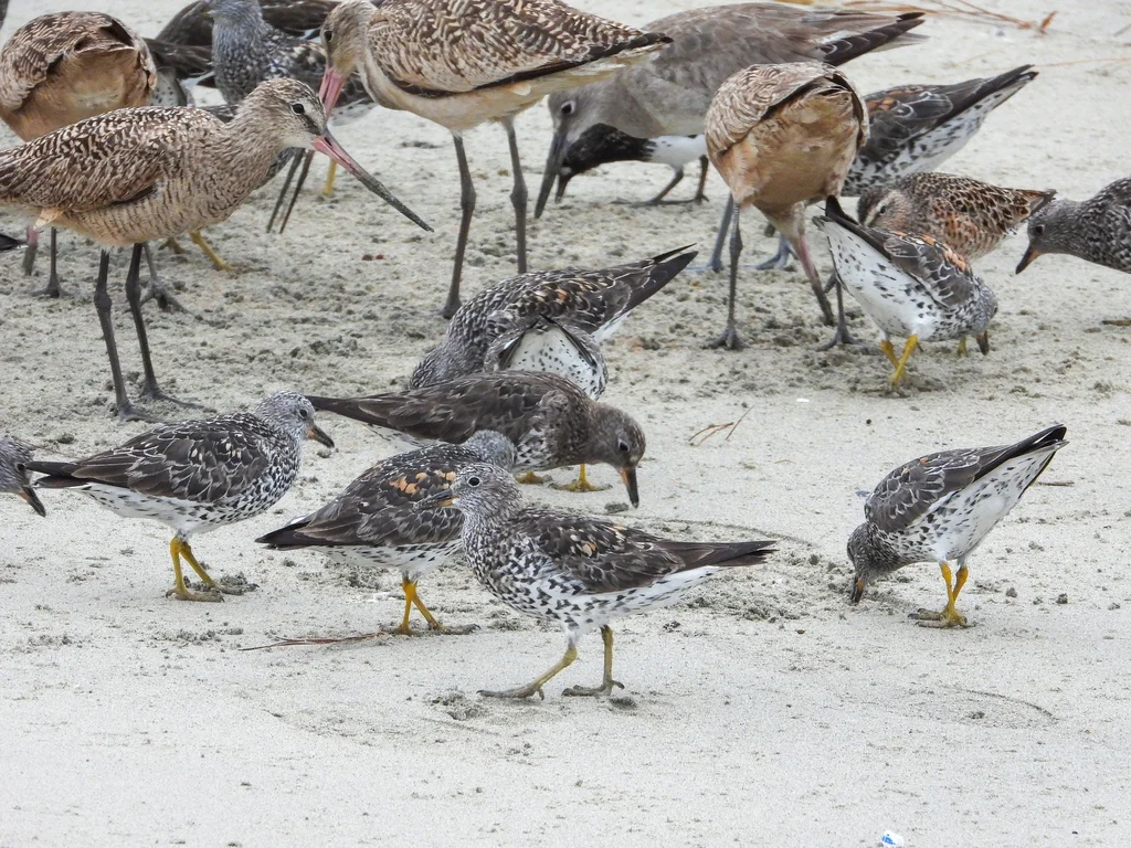 短嘴鹬(Calidris virgata)