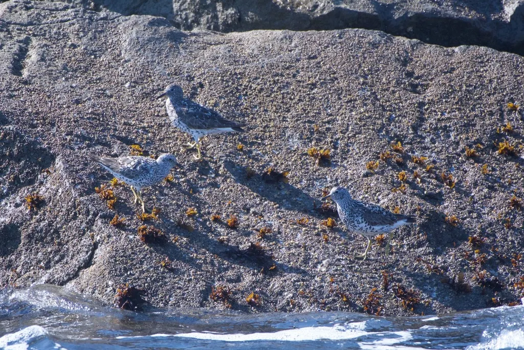 短嘴鹬(Calidris virgata)