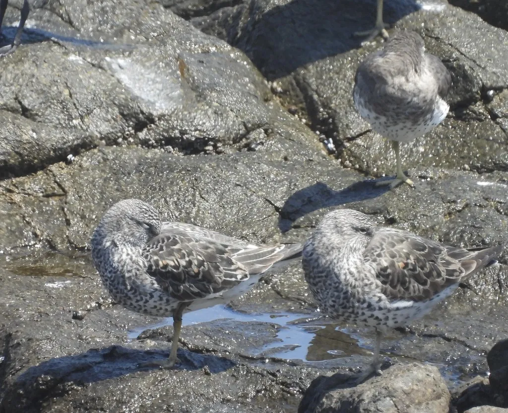 短嘴鹬(Calidris virgata)