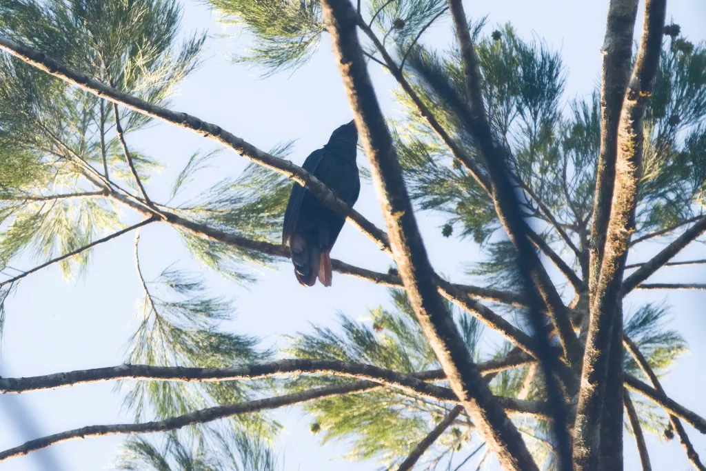 白顶噪鹃(Caliechthrus leucolophus)