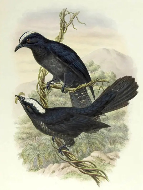 白顶噪鹃(Caliechthrus leucolophus)