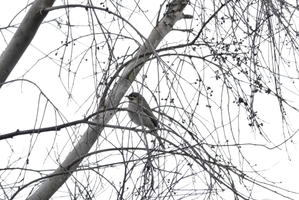 黄脸吸蜜鸟(Caligavis chrysops)