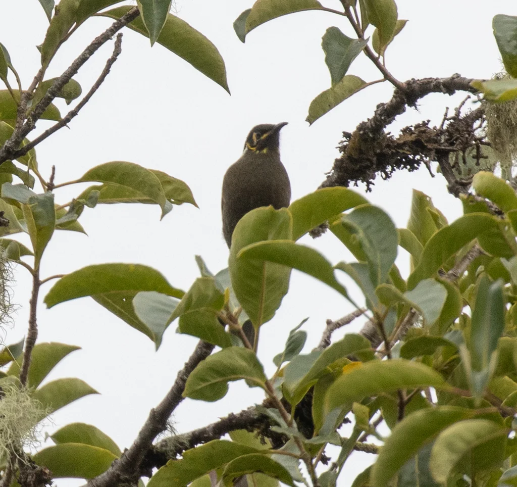 黑喉吸蜜鸟(Caligavis subfrenata)