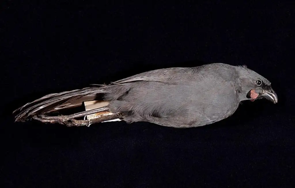 垂耳鸦(Callaeas cinereus)