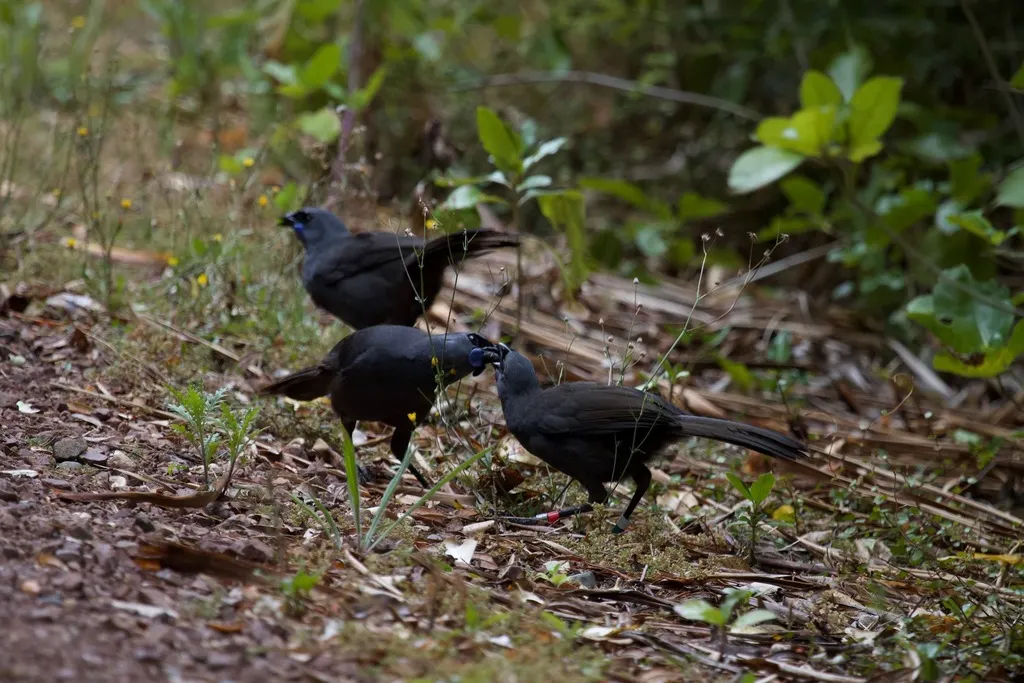 北岛垂耳鸦(Callaeas wilsoni)