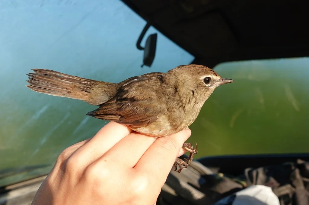 红喉歌鸲(Calliope calliope)
