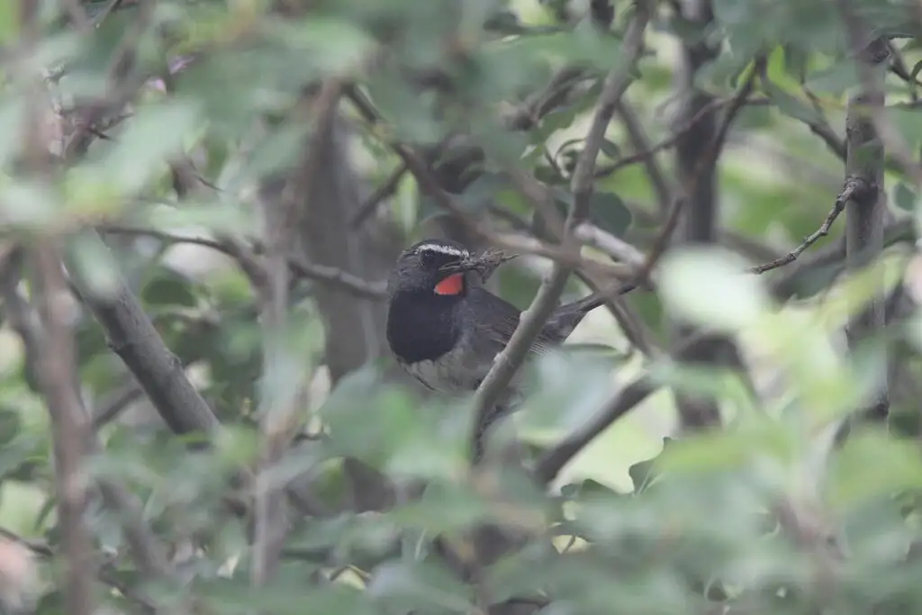 黑胸歌鸲（Calliope pectoralis）