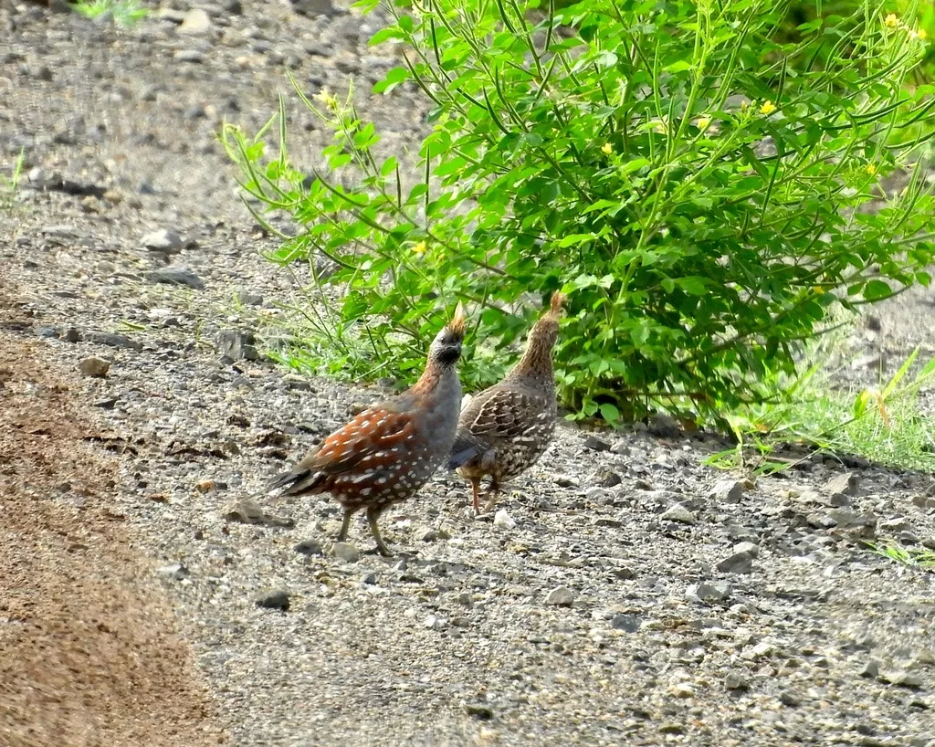 华丽翎鹑(Callipepla douglasii)