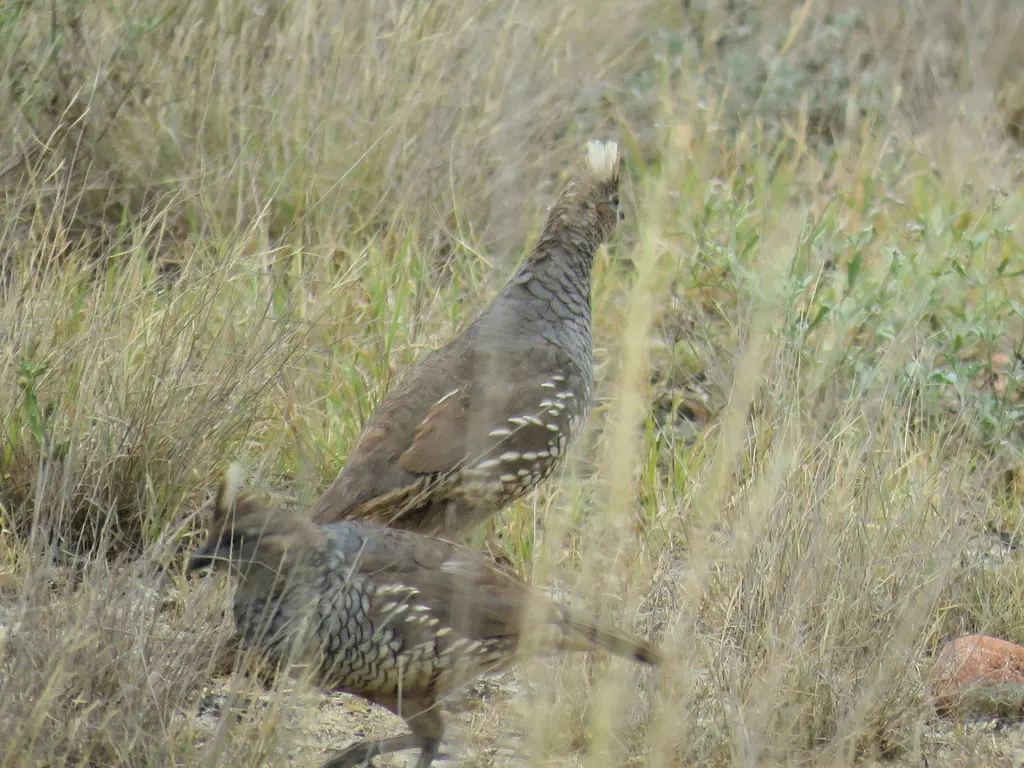 鳞斑鹑(Callipepla squamata)