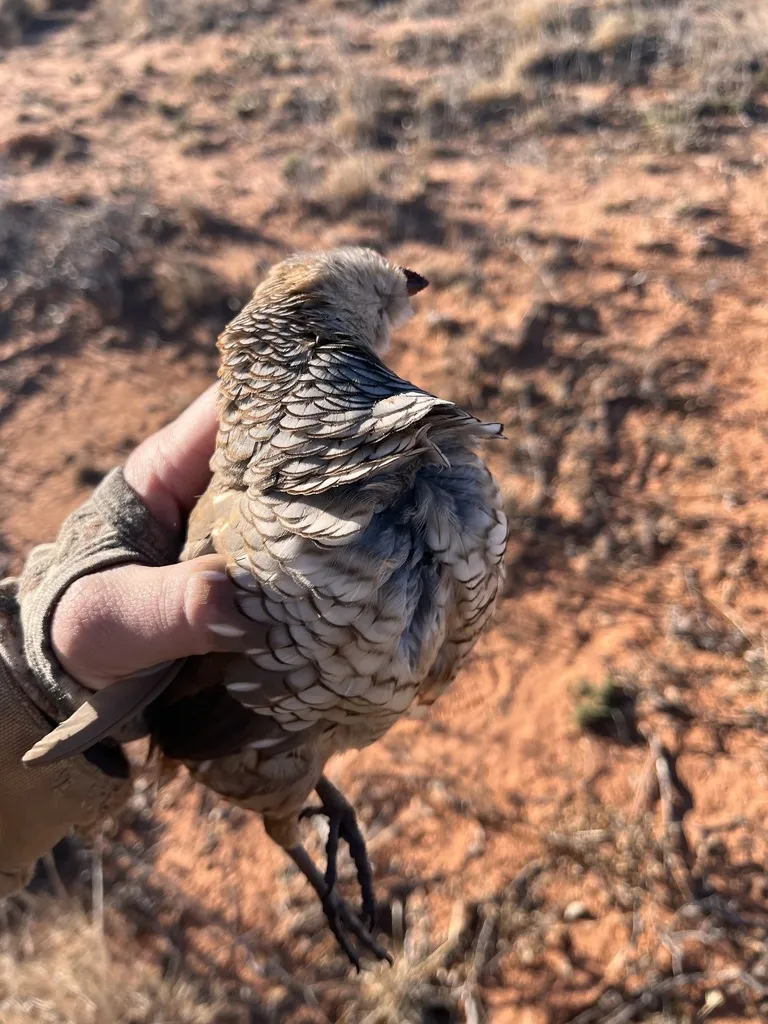 鳞斑鹑(Callipepla squamata)