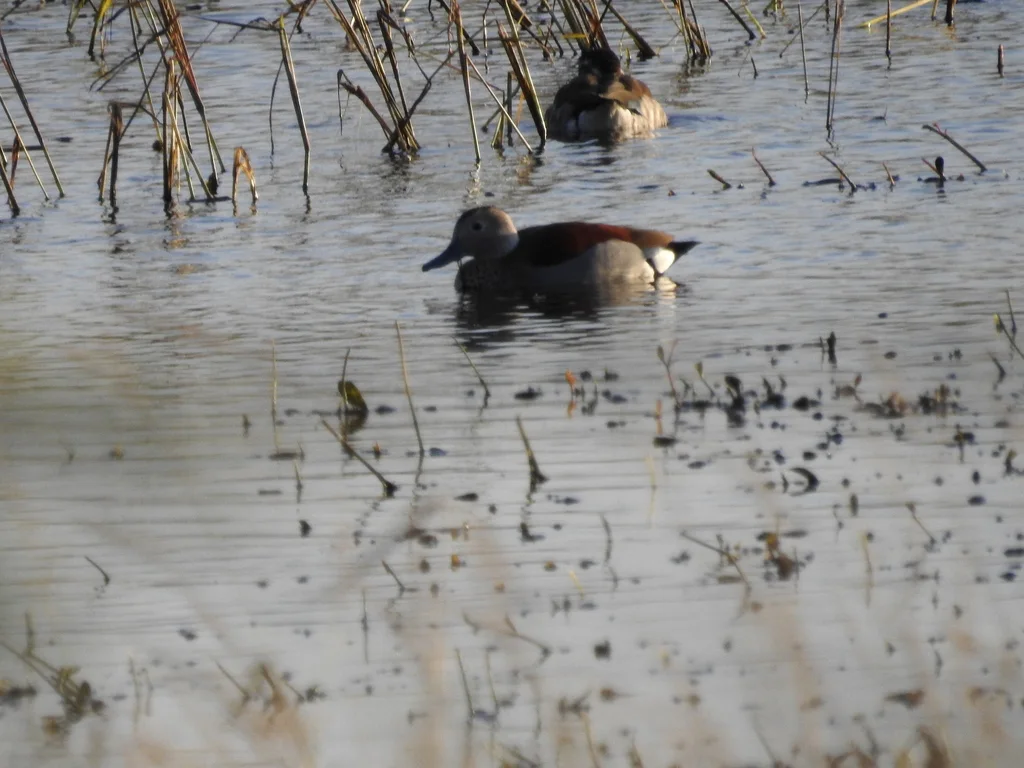 环颈鸭(Callonetta leucophrys)