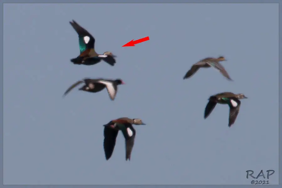 环颈鸭(Callonetta leucophrys)
