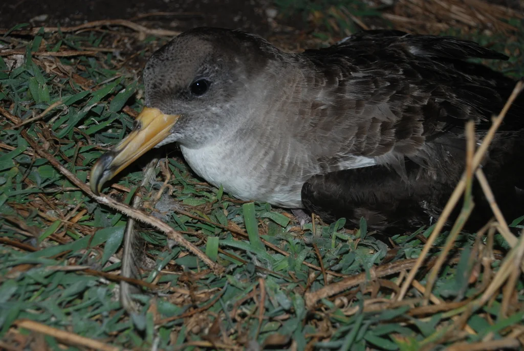 猛鹱(Calonectris borealis)