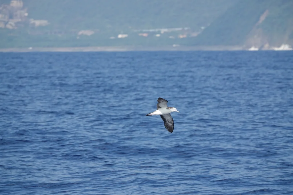 白额鹱(Calonectris leucomelas)