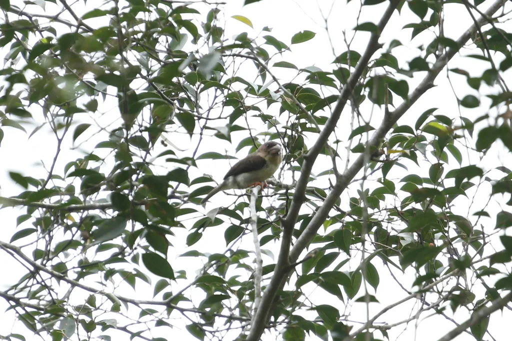 马来棕拟啄木鸟(Caloramphus hayii)