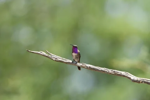 瑰丽蜂鸟