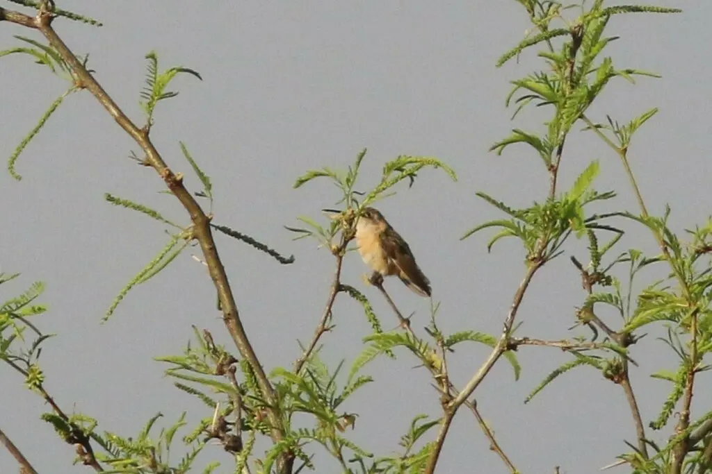 华丽蜂鸟(Calothorax pulcher)