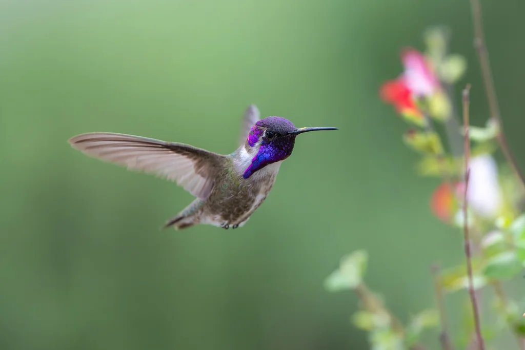 科氏蜂鸟(Calypte costae)