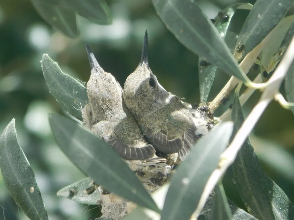 科氏蜂鸟(Calypte costae)