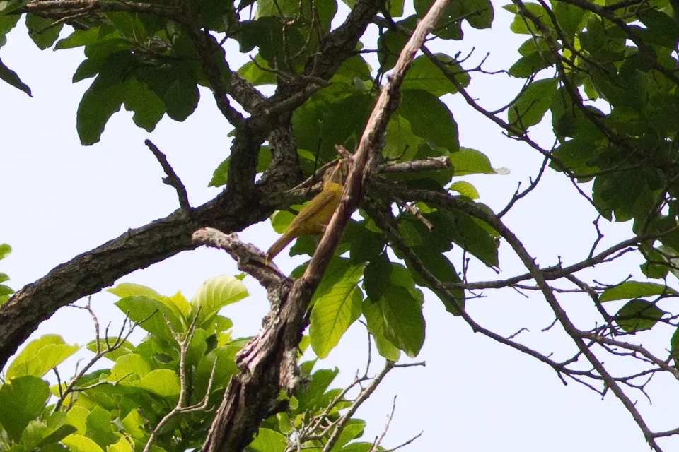 金绿鹎(Calyptocichla serinus)