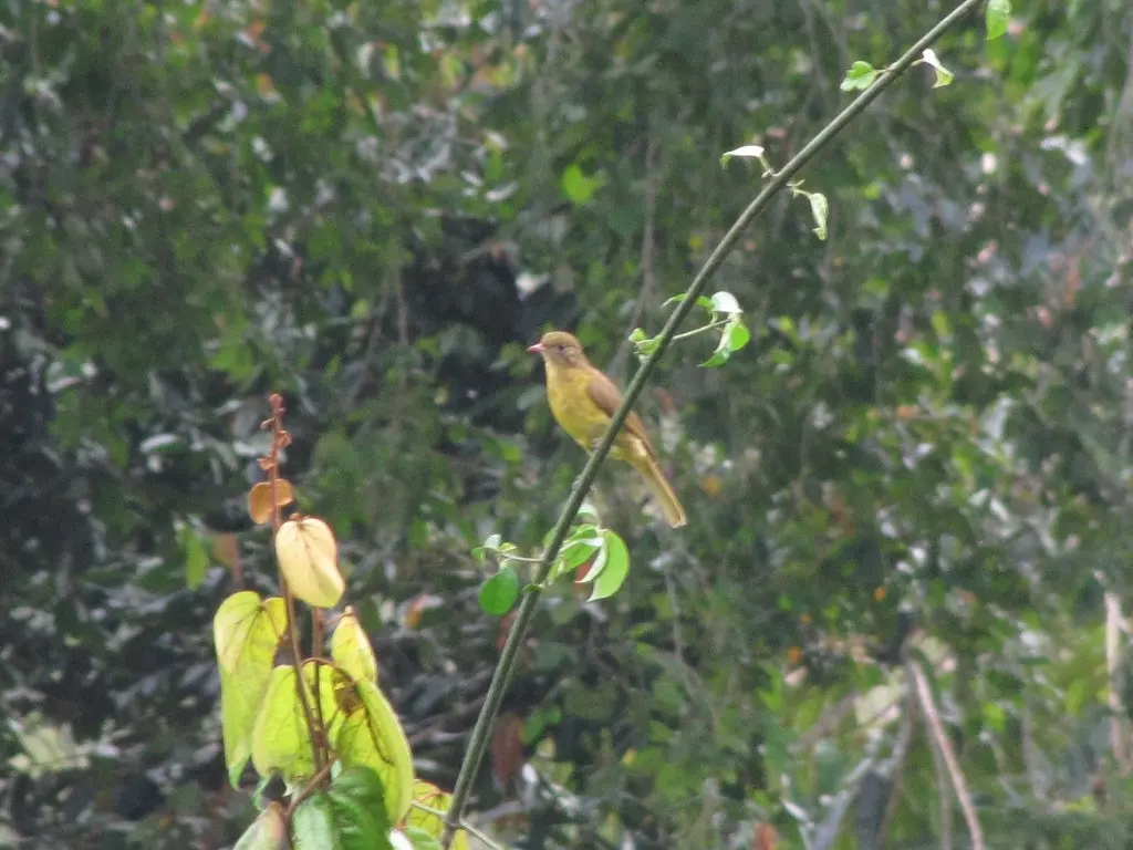 金绿鹎(Calyptocichla serinus)