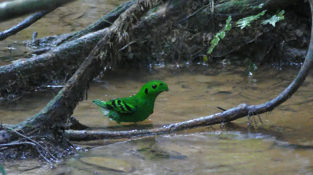 绿阔嘴鸟(Calyptomena viridis)