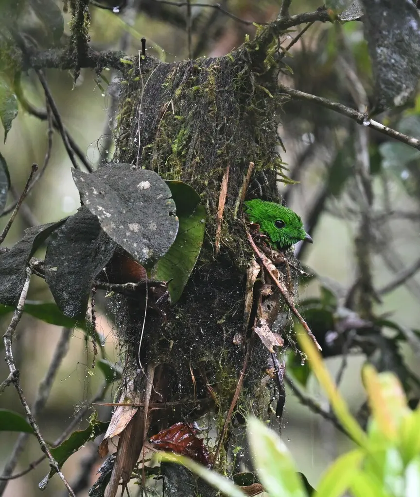 黑喉绿阔嘴鸟(Calyptomena whiteheadi)