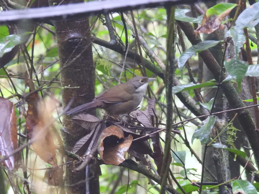 东䳭唐纳雀(Calyptophilus frugivorus)