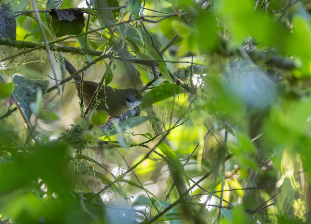 东䳭唐纳雀(Calyptophilus frugivorus)