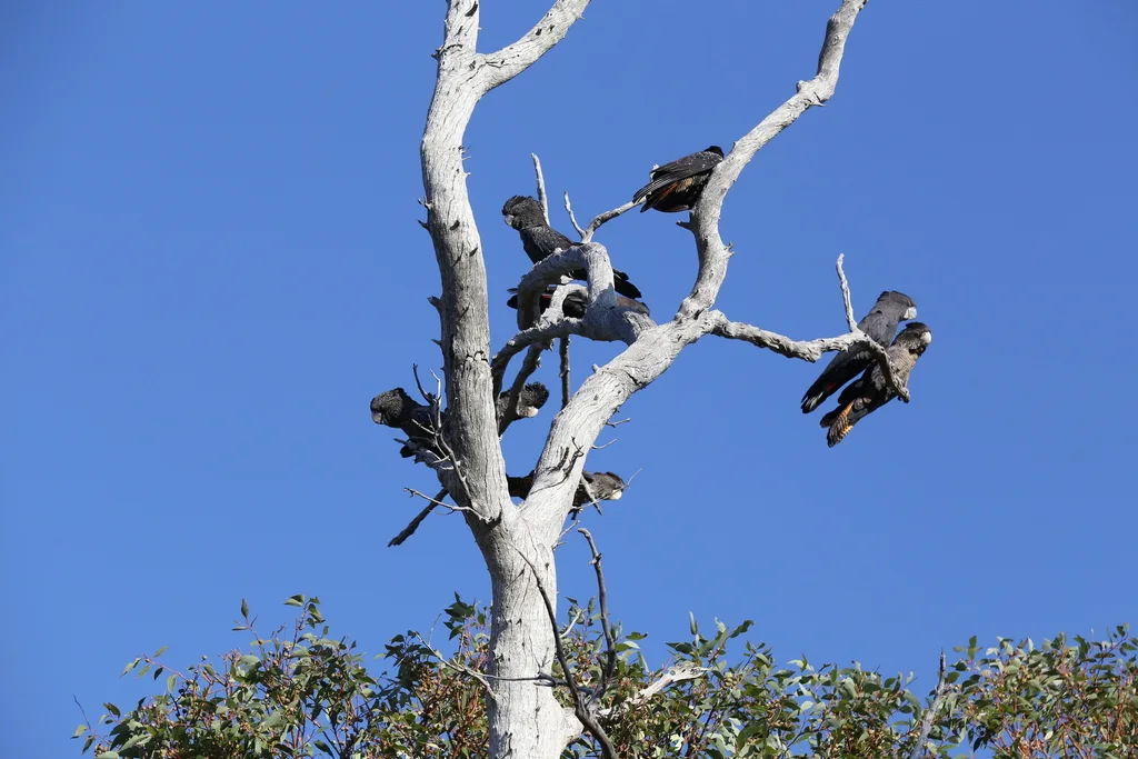 红尾凤头鹦鹉（Calyptorhynchus banksii）
