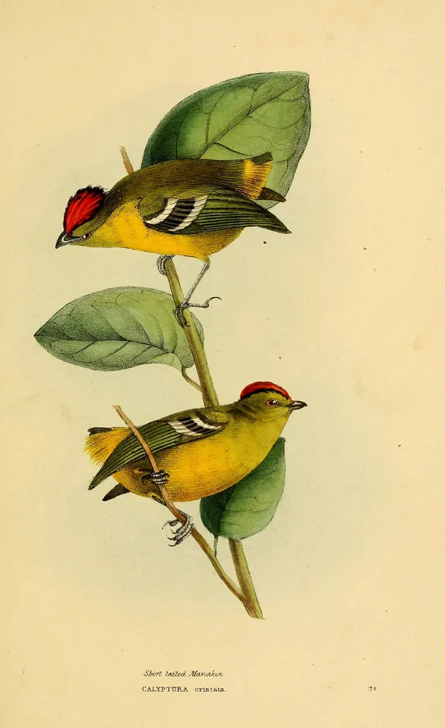 姬伞鸟(Calyptura cristata)