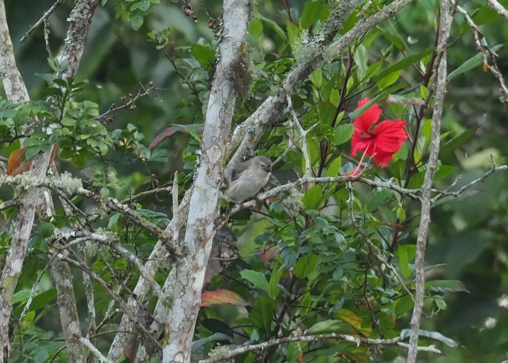 小树雀(Camarhynchus parvulus)