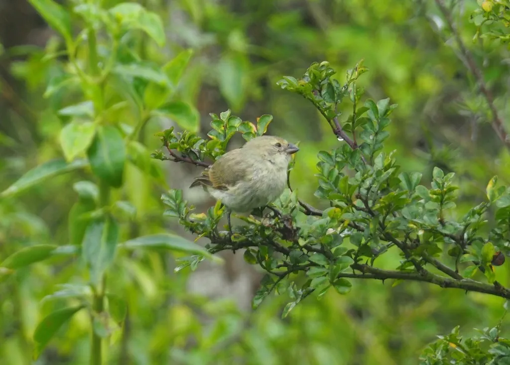 中树雀(Camarhynchus pauper)