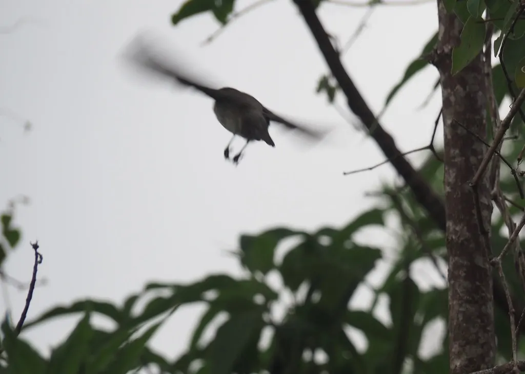 中树雀(Camarhynchus pauper)
