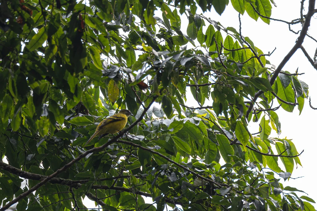 红腹鹃鵙(Campephaga petiti)