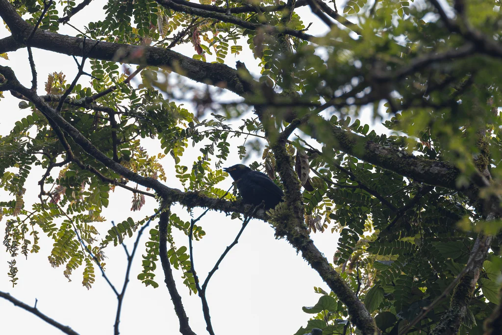 红腹鹃鵙(Campephaga petiti)